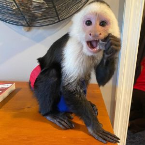 Capuchin Monkey - Male
