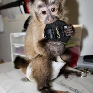 Capuchin Monkey - Female