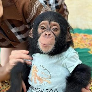Chimpanzee Baby