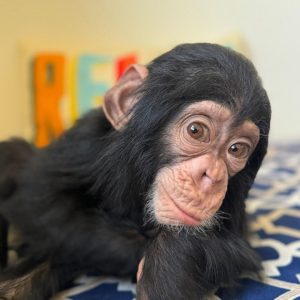 Chimpanzee Baby - Female