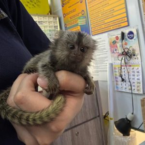 Marmoset Monkey
