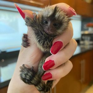 Pygmy Marmoset Monkey