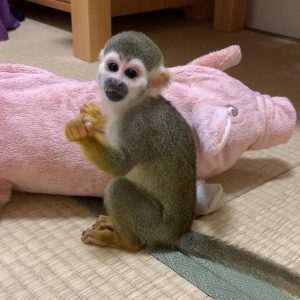 Squirrel monkey